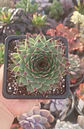 Serpenvivum Calcareum  - Miniatura 2