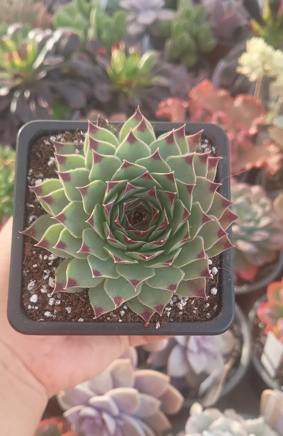 Serpenvivum Calcareum  2