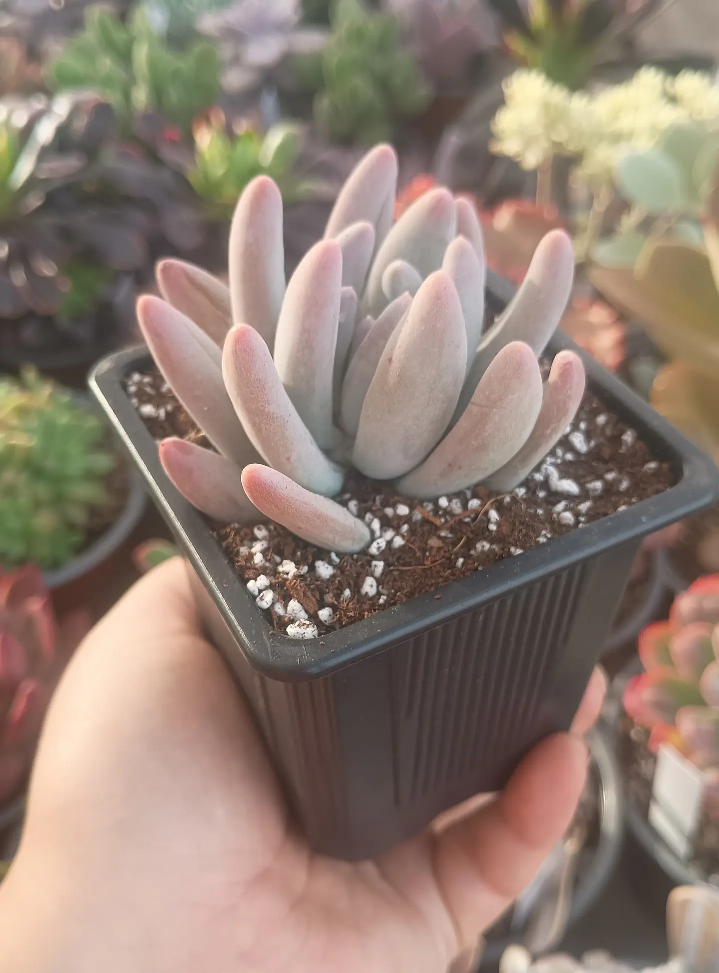Pachyphytum Saltense 1