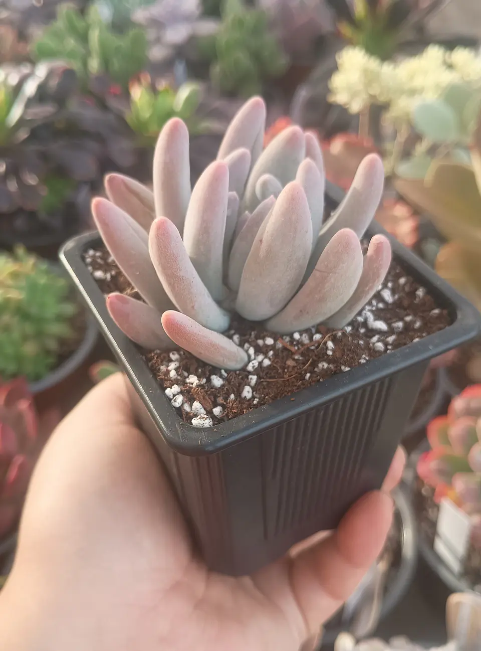 Pachyphytum Saltense 1