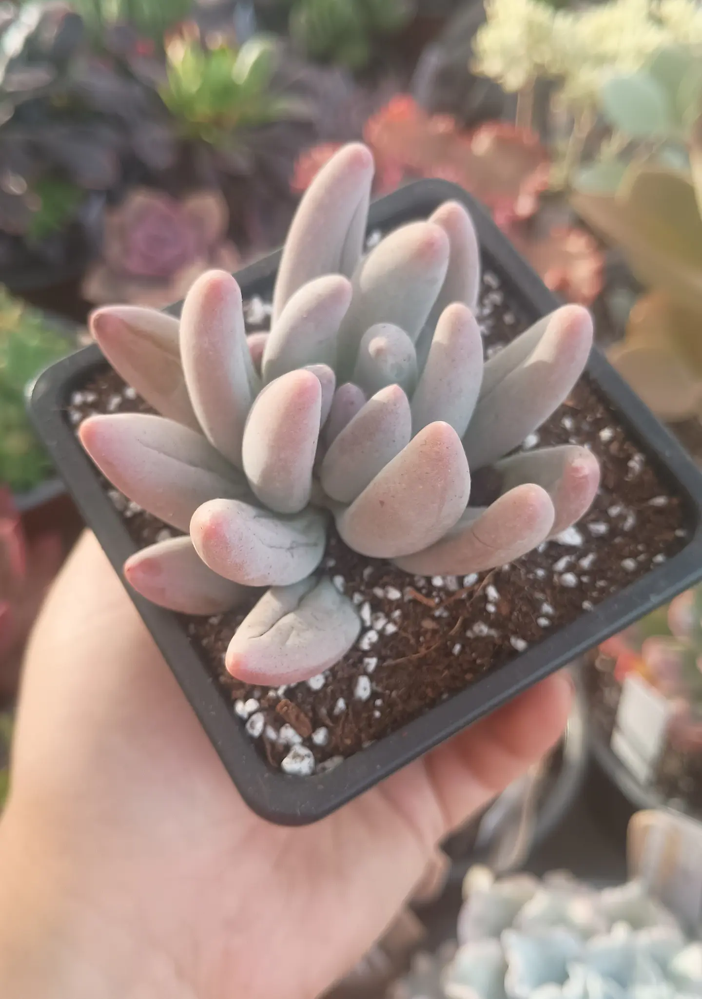 Pachyphytum Saltense 2