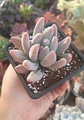 Pachyphytum Saltense - Miniatura 2