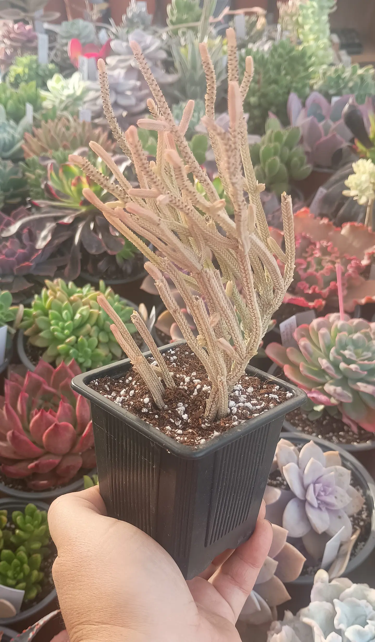 Crassula Muscosa variegada 1