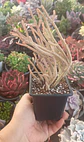 Crassula Muscosa variegada - Miniatura 2