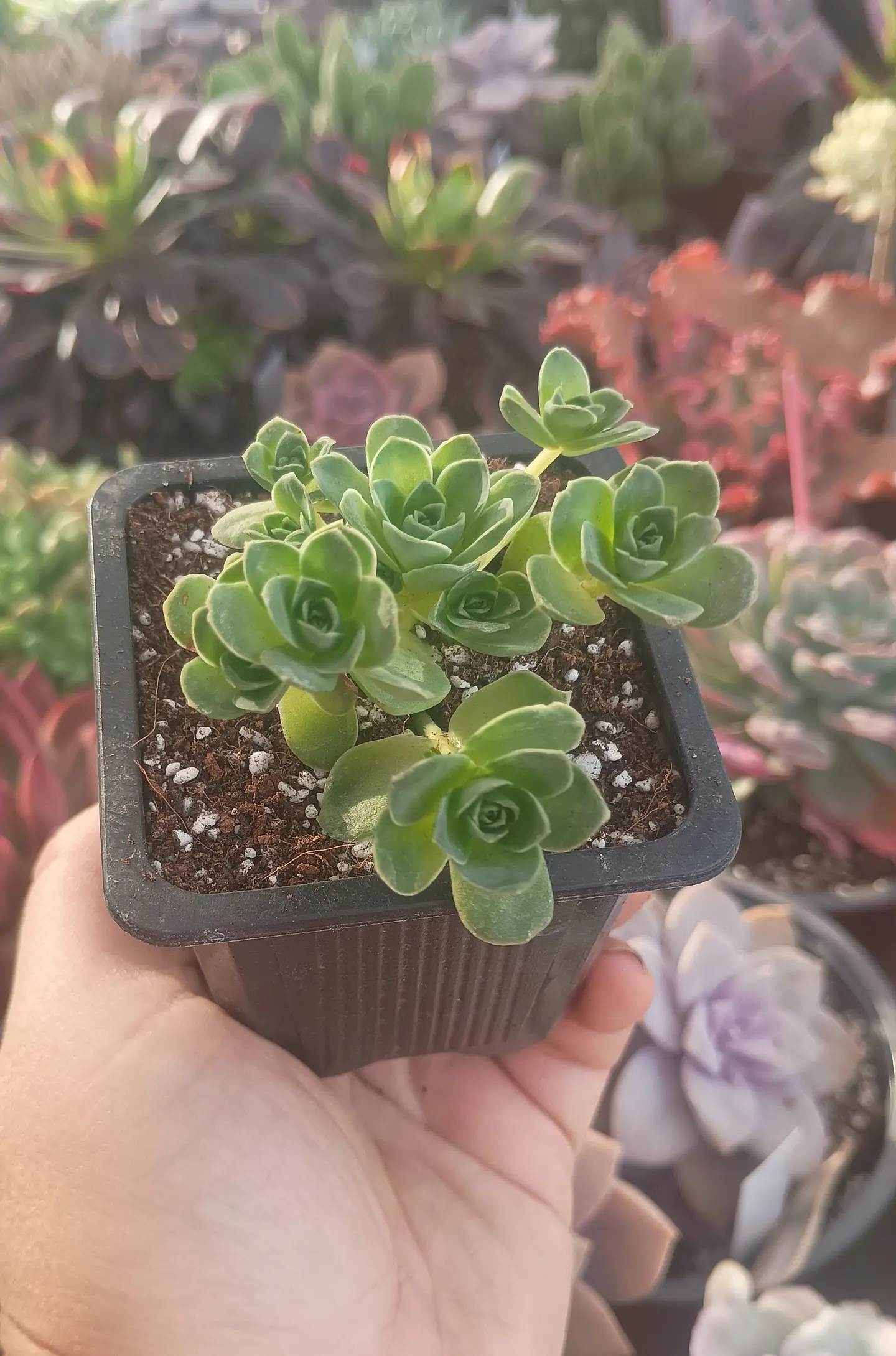 Greenovia 1
