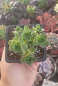 Greenovia - Miniatura 2