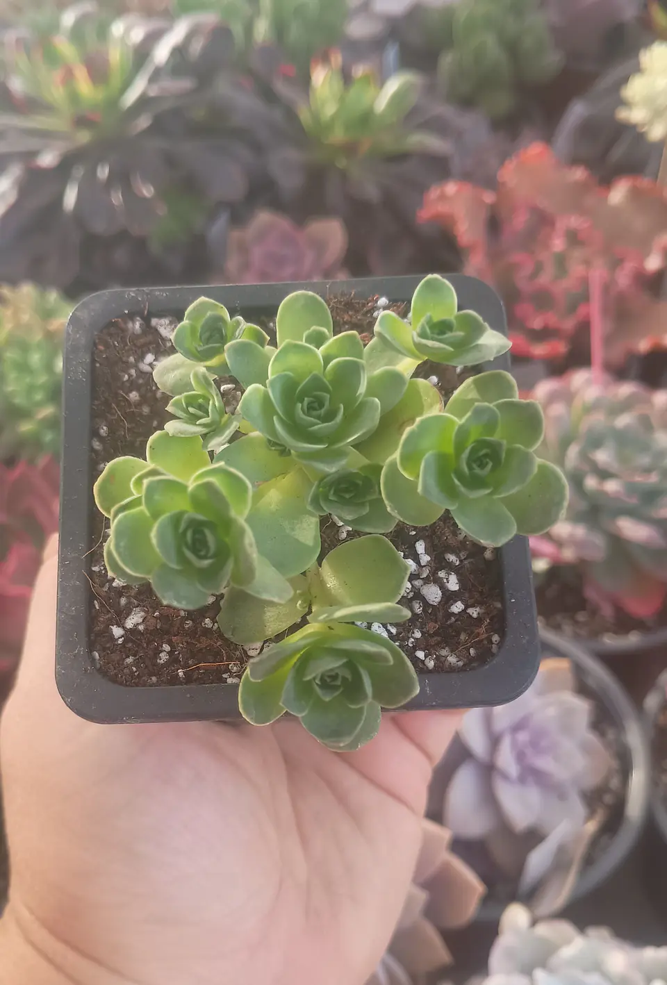 Greenovia 2