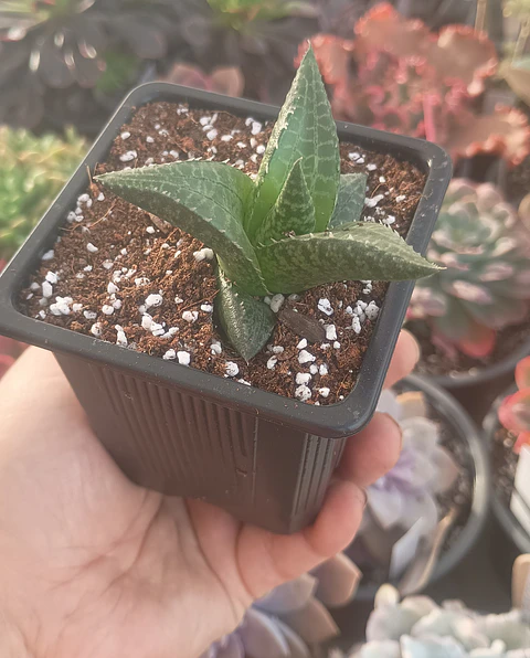 Haworthia Tesselata