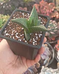 Haworthia Tesselata - Miniatura 1