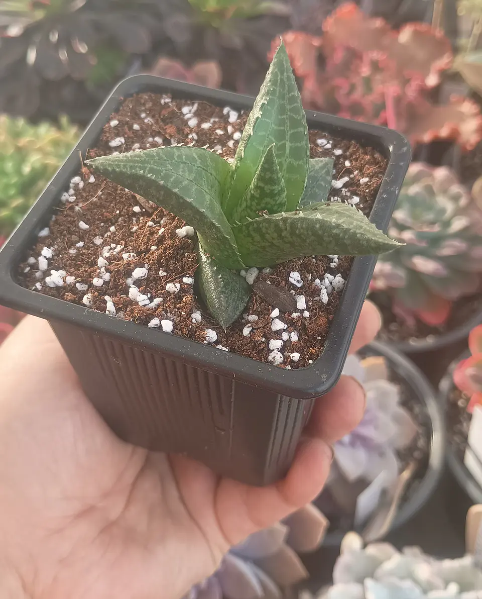 Haworthia Tesselata 1