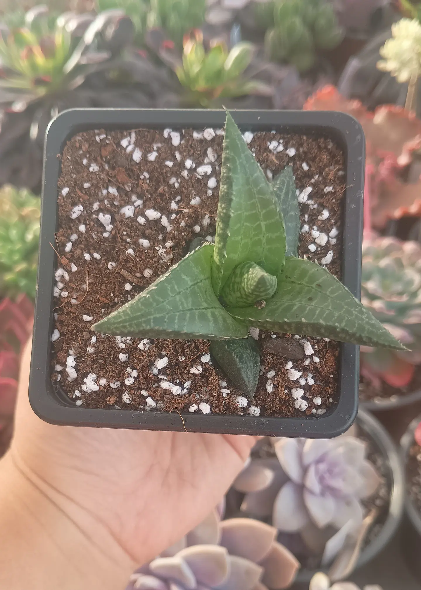 Haworthia Tesselata 2