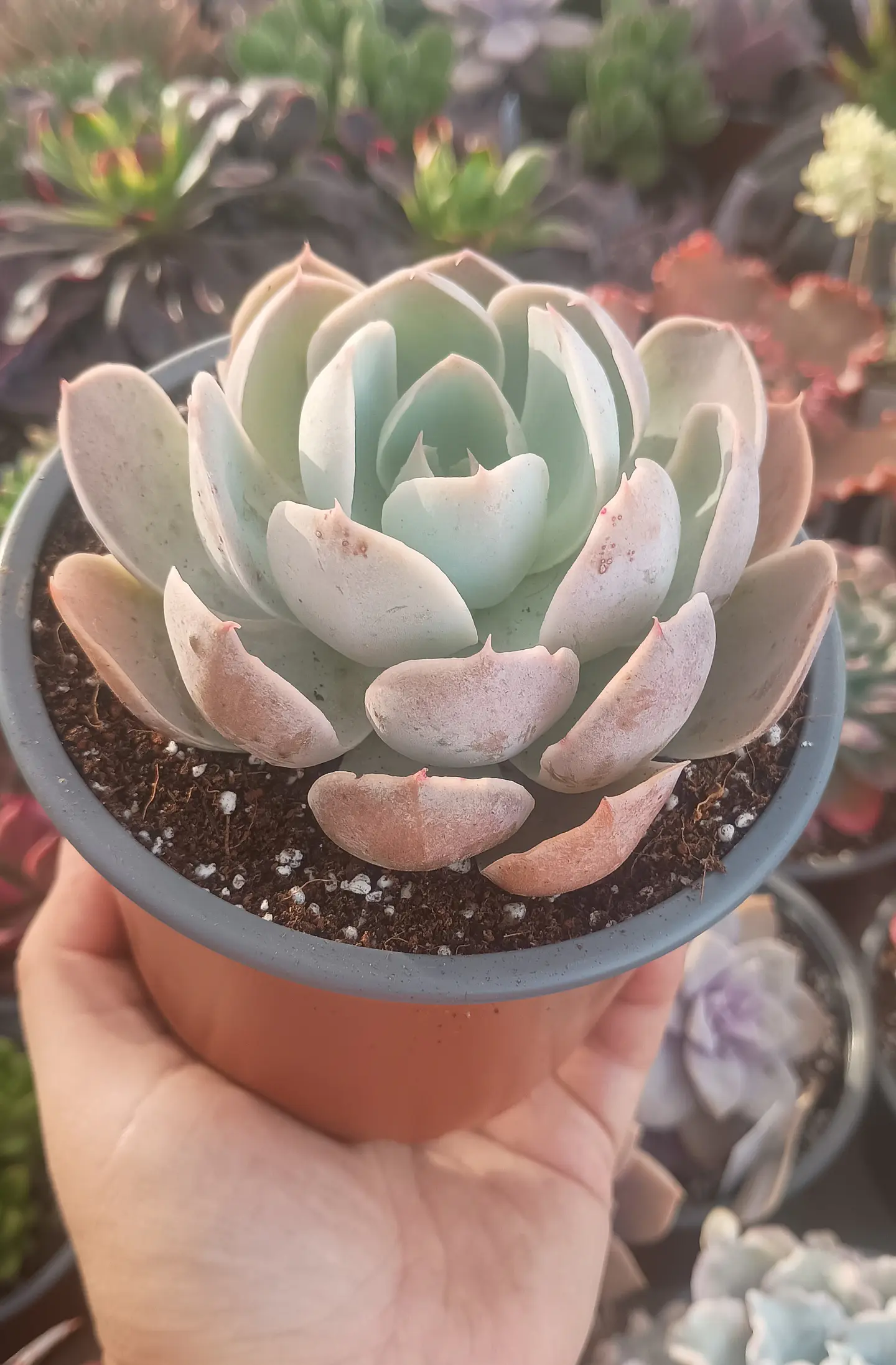 Echeveria Dusty Violet 1