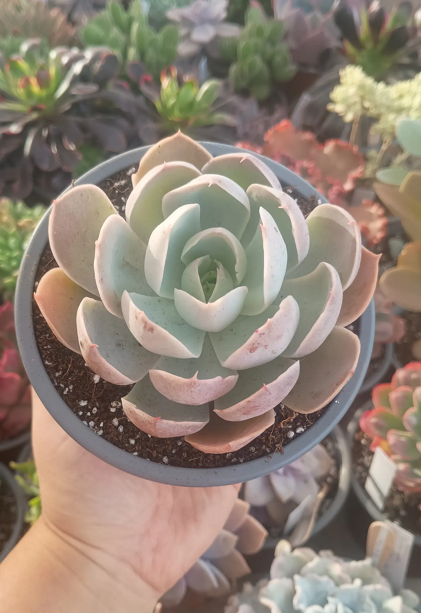 Echeveria Dusty Violet 2