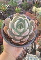 Echeveria Dusty Violet - Miniatura 2