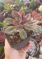 Graptoveria - Miniatura 1