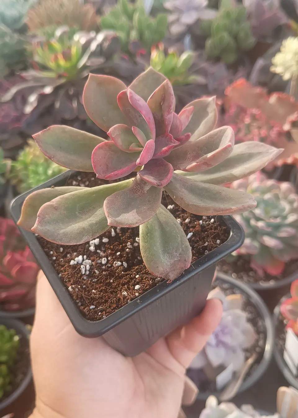 Graptoveria 1