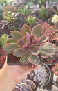 Graptoveria - Miniatura 2