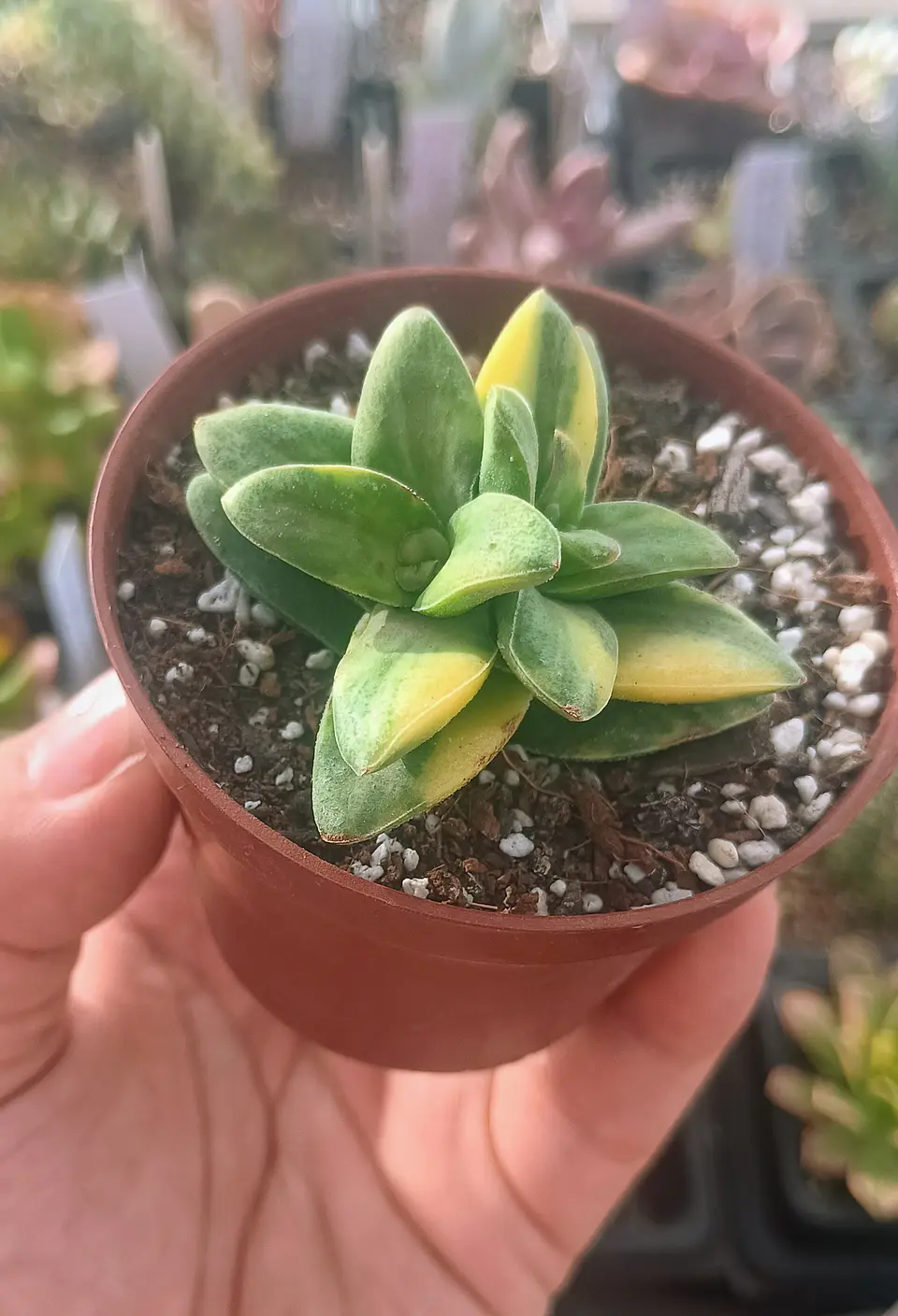 Crassula springtime Variegada 1
