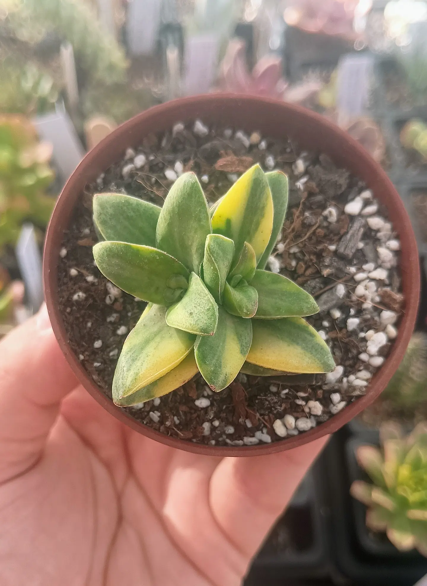 Crassula springtime Variegada 2