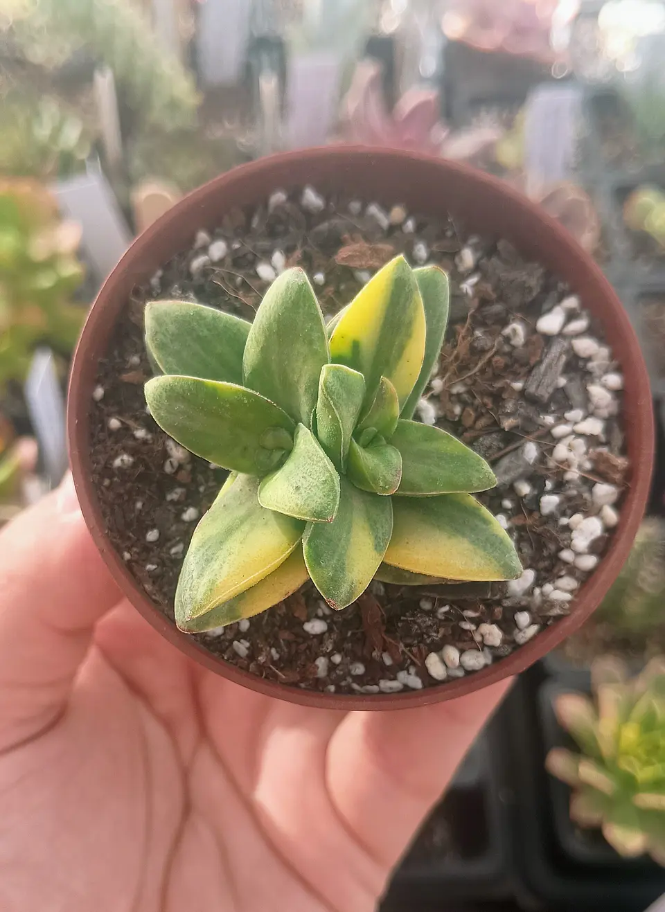 Crassula springtime Variegada 2