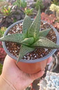 Haworthia Tesselata XL - Miniatura 1
