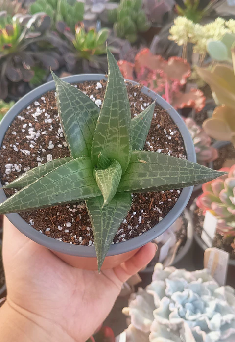 Haworthia Tesselata XL