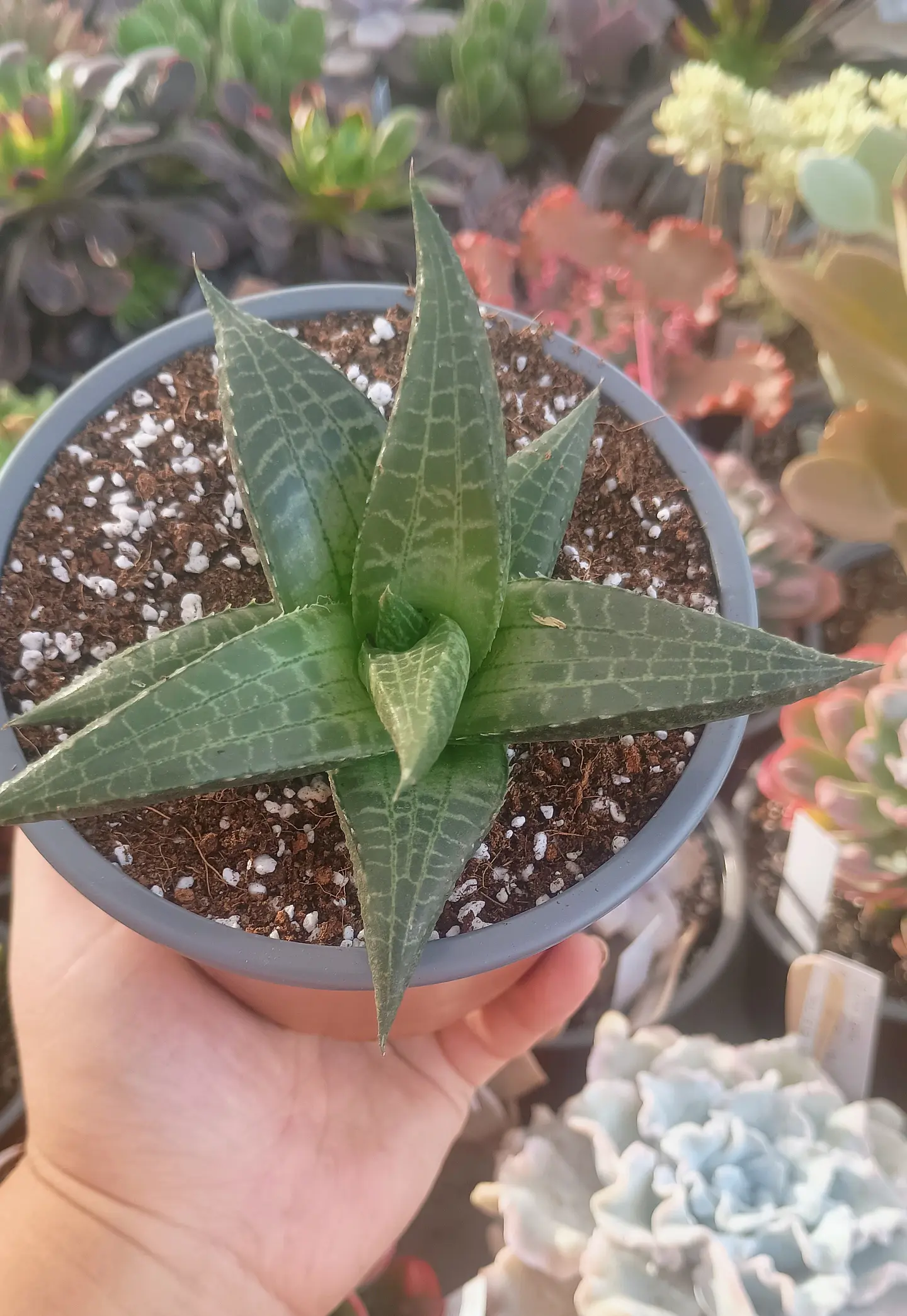 Haworthia Tesselata XL 2