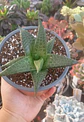 Haworthia Tesselata XL - Miniatura 2
