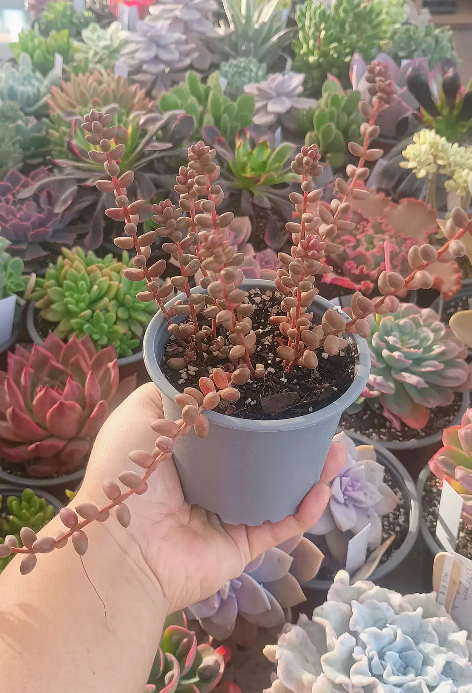 Sedum stahlii 1