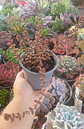 Sedum stahlii - Miniatura 2