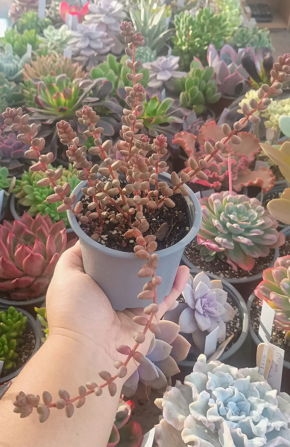 Sedum stahlii 2