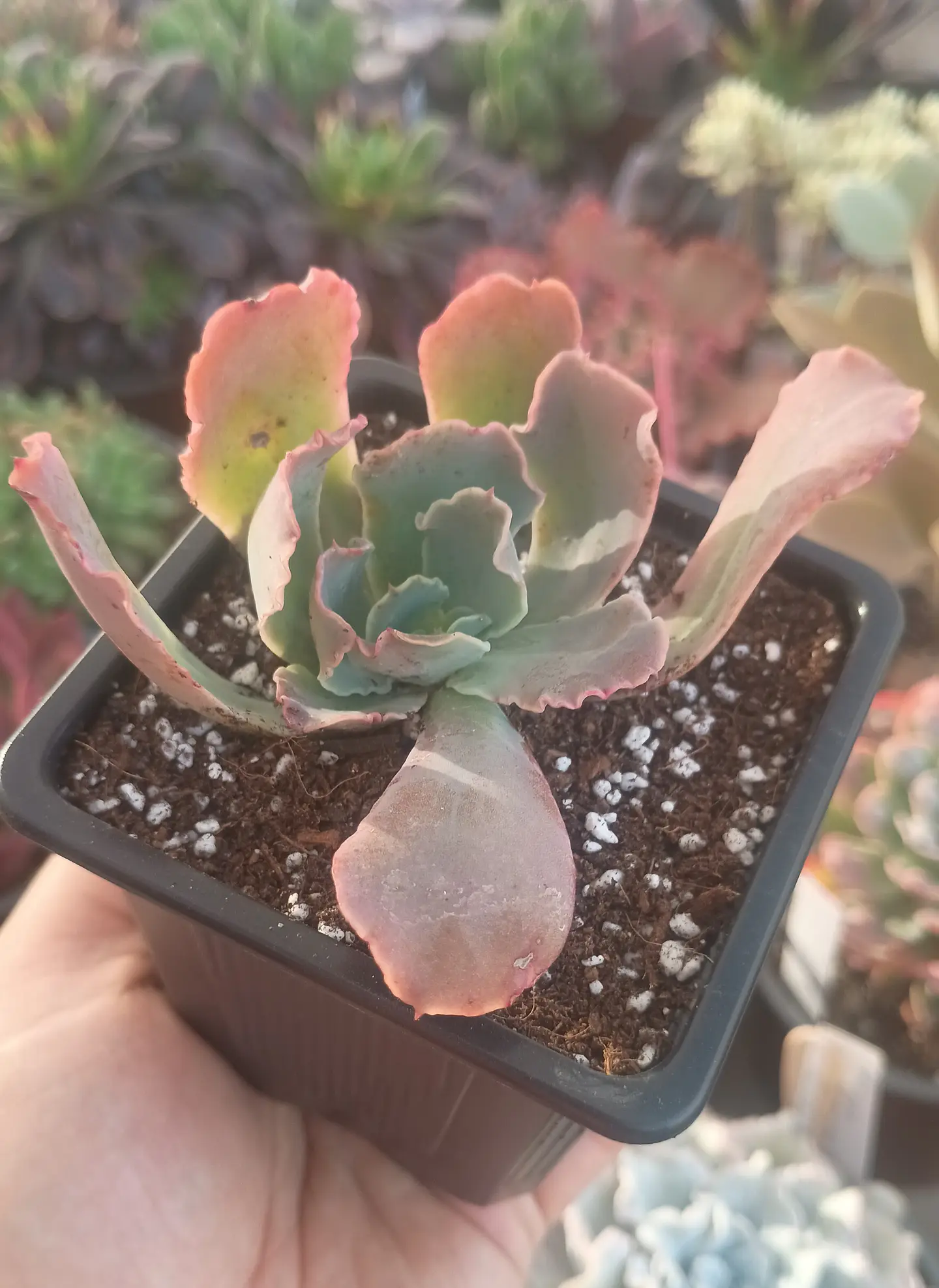 Echeveria Red ruffles 1