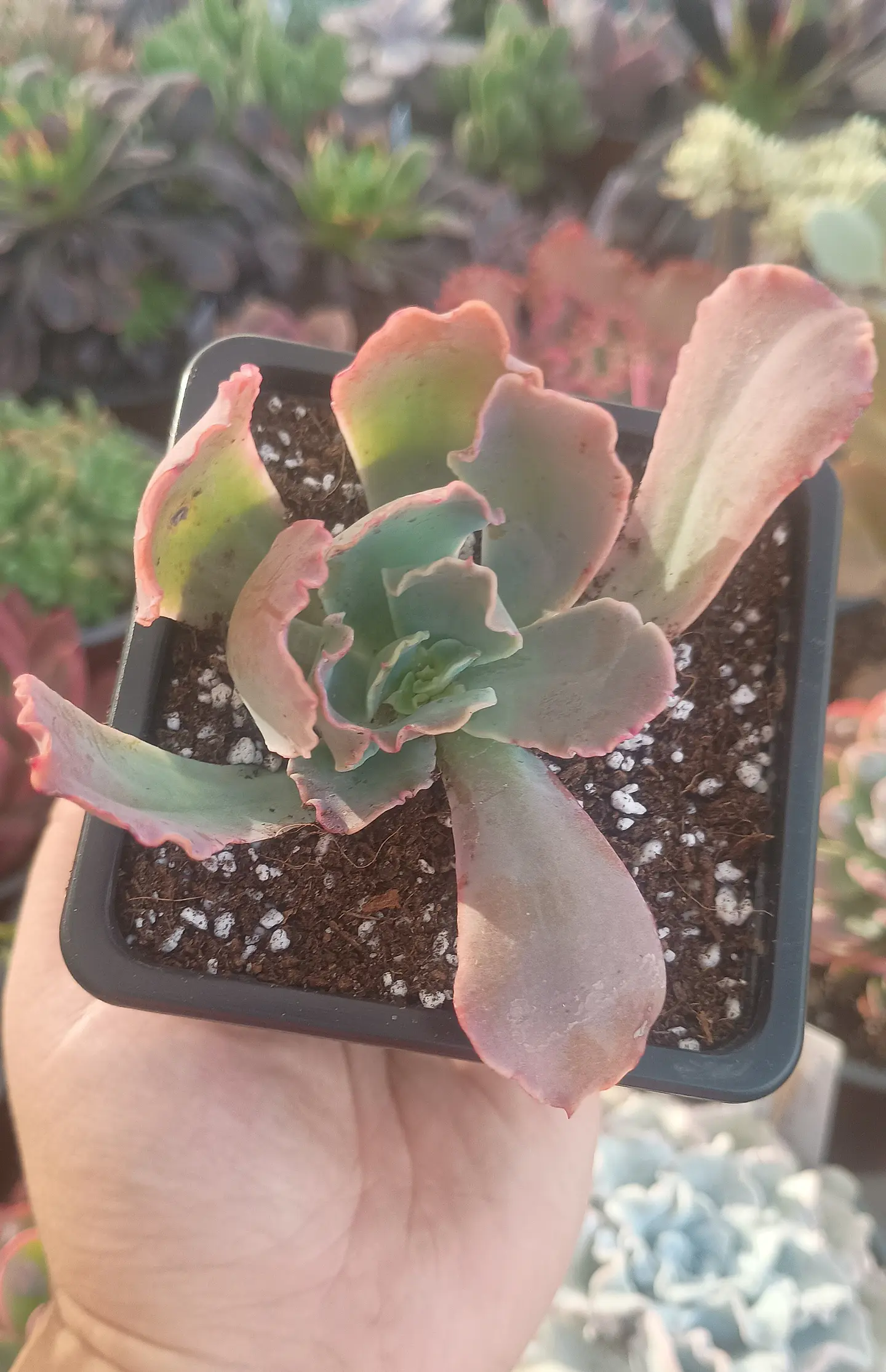 Echeveria Red ruffles 2