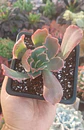 Echeveria Red ruffles - Miniatura 2