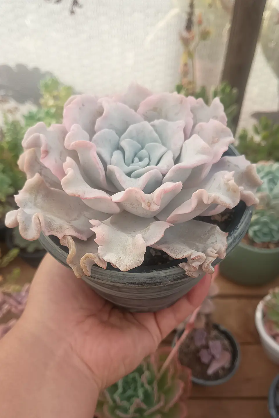 Echeveria Crispate Beauty 1