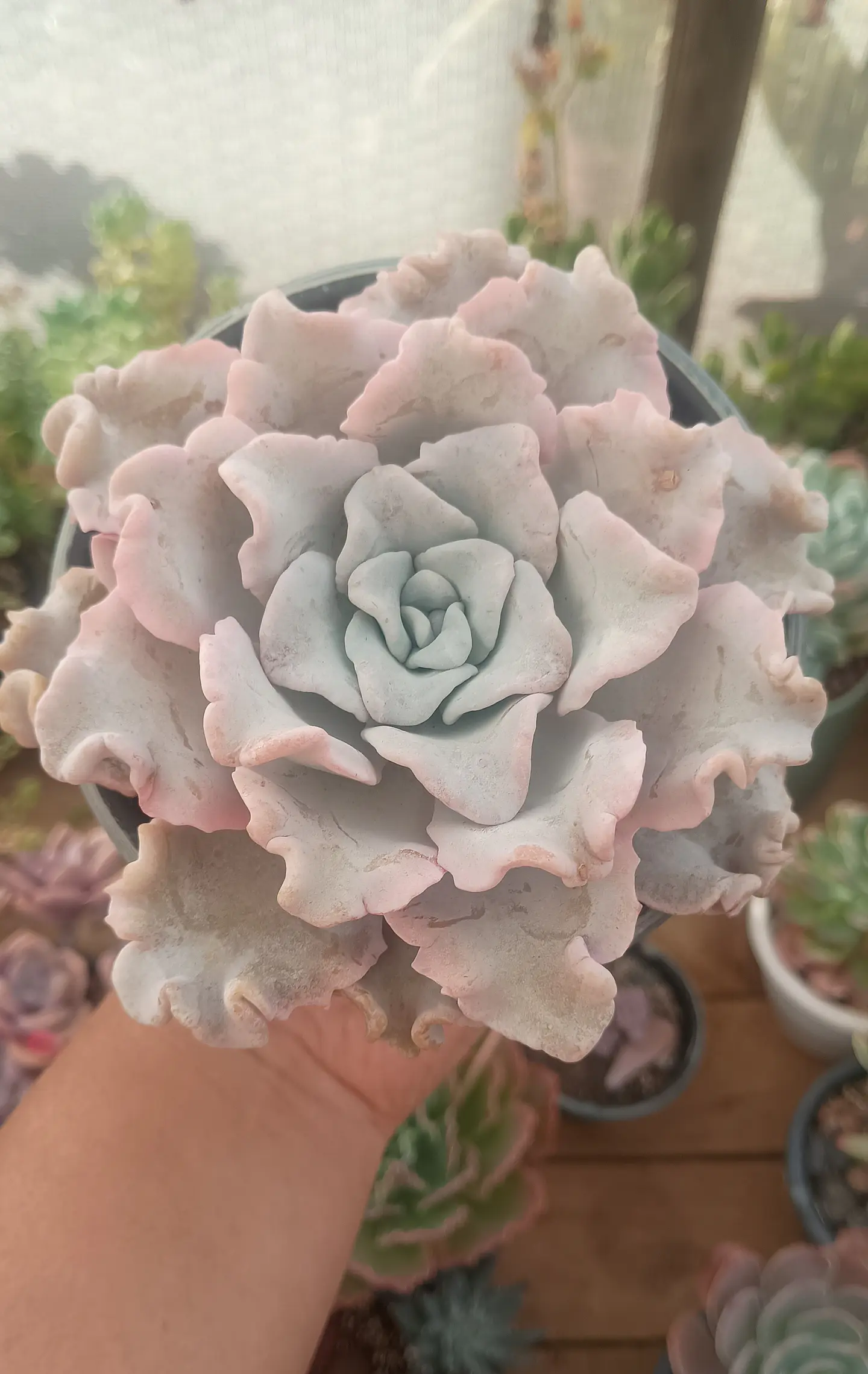 Echeveria Crispate Beauty 2