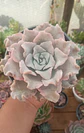 Echeveria Crispate Beauty - Miniatura 2