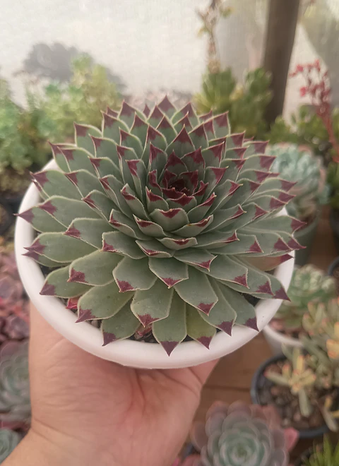 Serpenvivum Calcareum XL