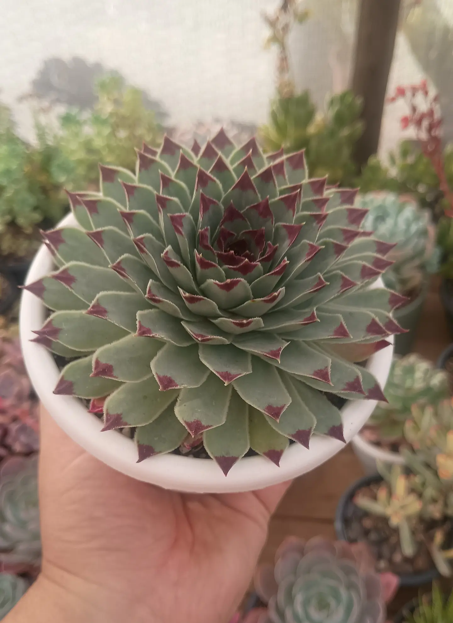 Serpenvivum Calcareum XL 1