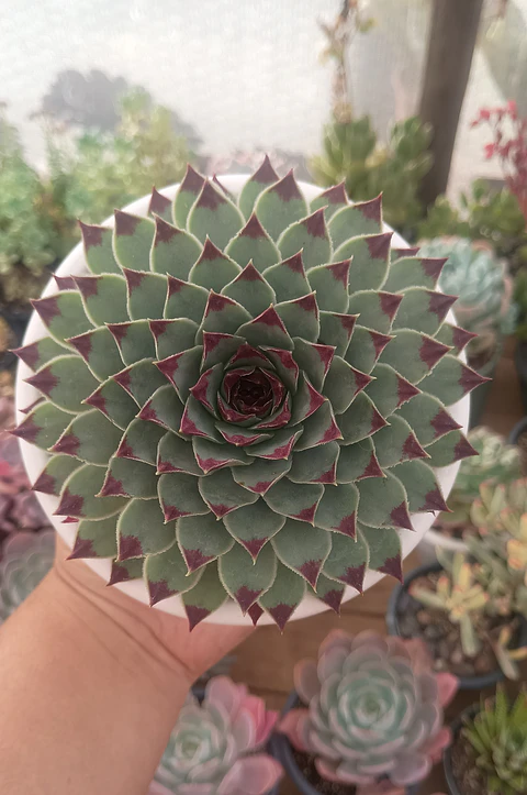Serpenvivum Calcareum XL
