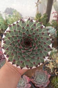 Serpenvivum Calcareum XL - Miniatura 2