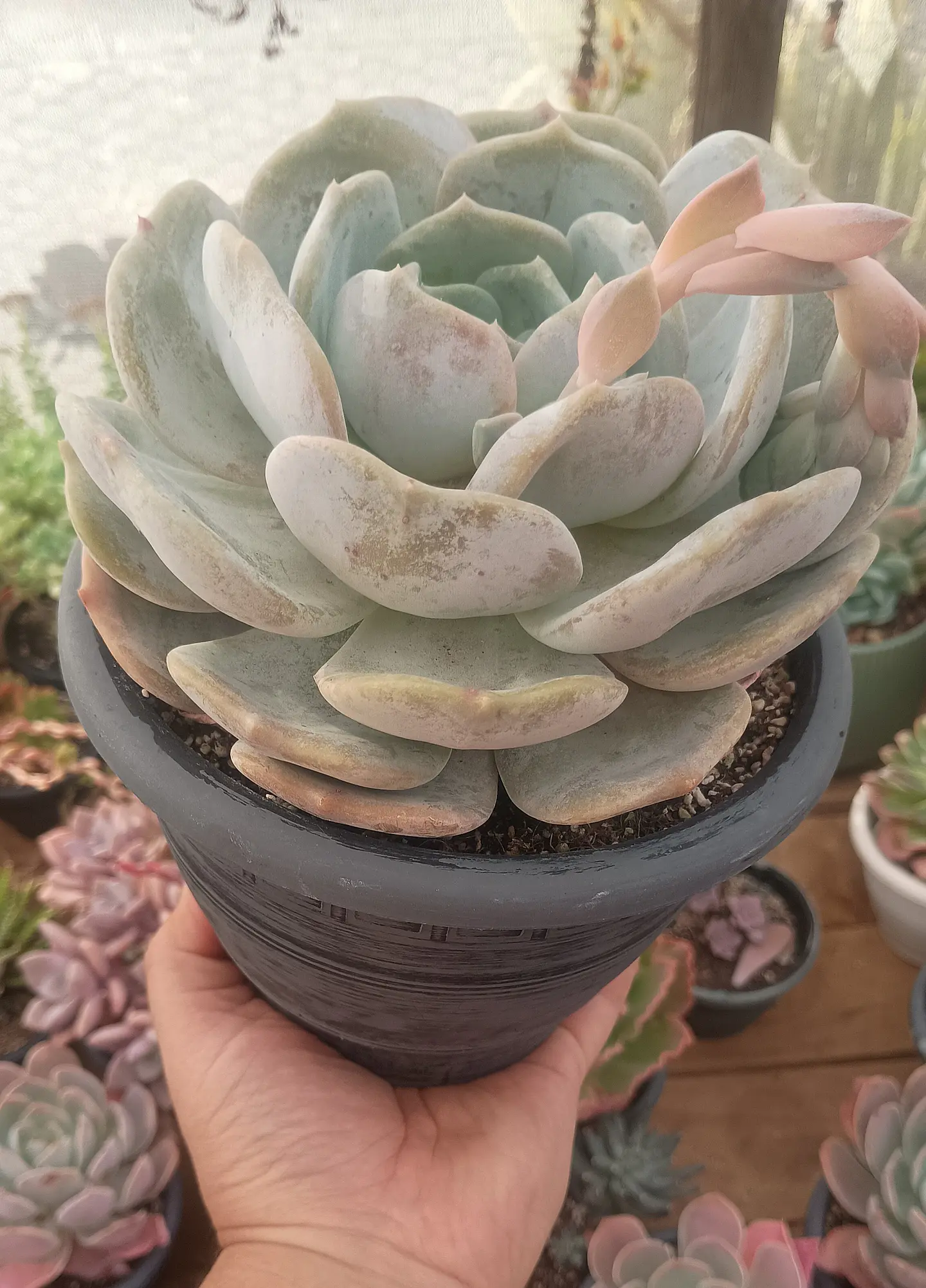 Echeveria Moondust  1