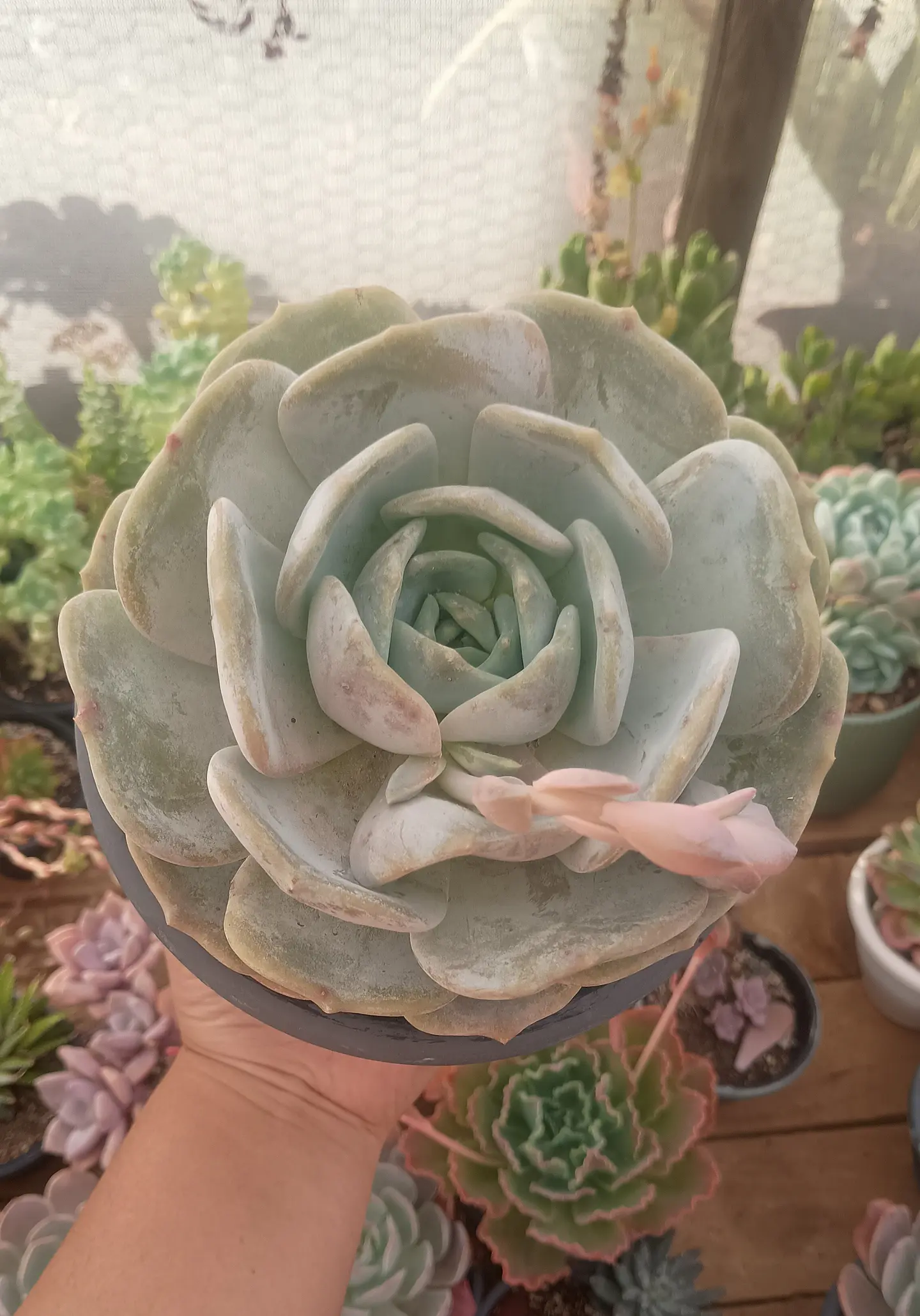 Echeveria Moondust  2