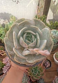Echeveria Moondust  - Miniatura 2