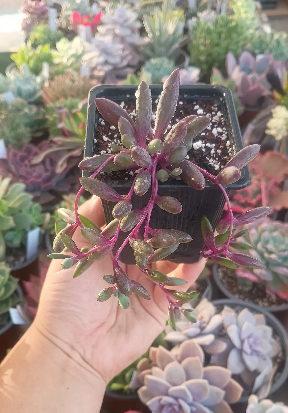 Othonna capensis  1