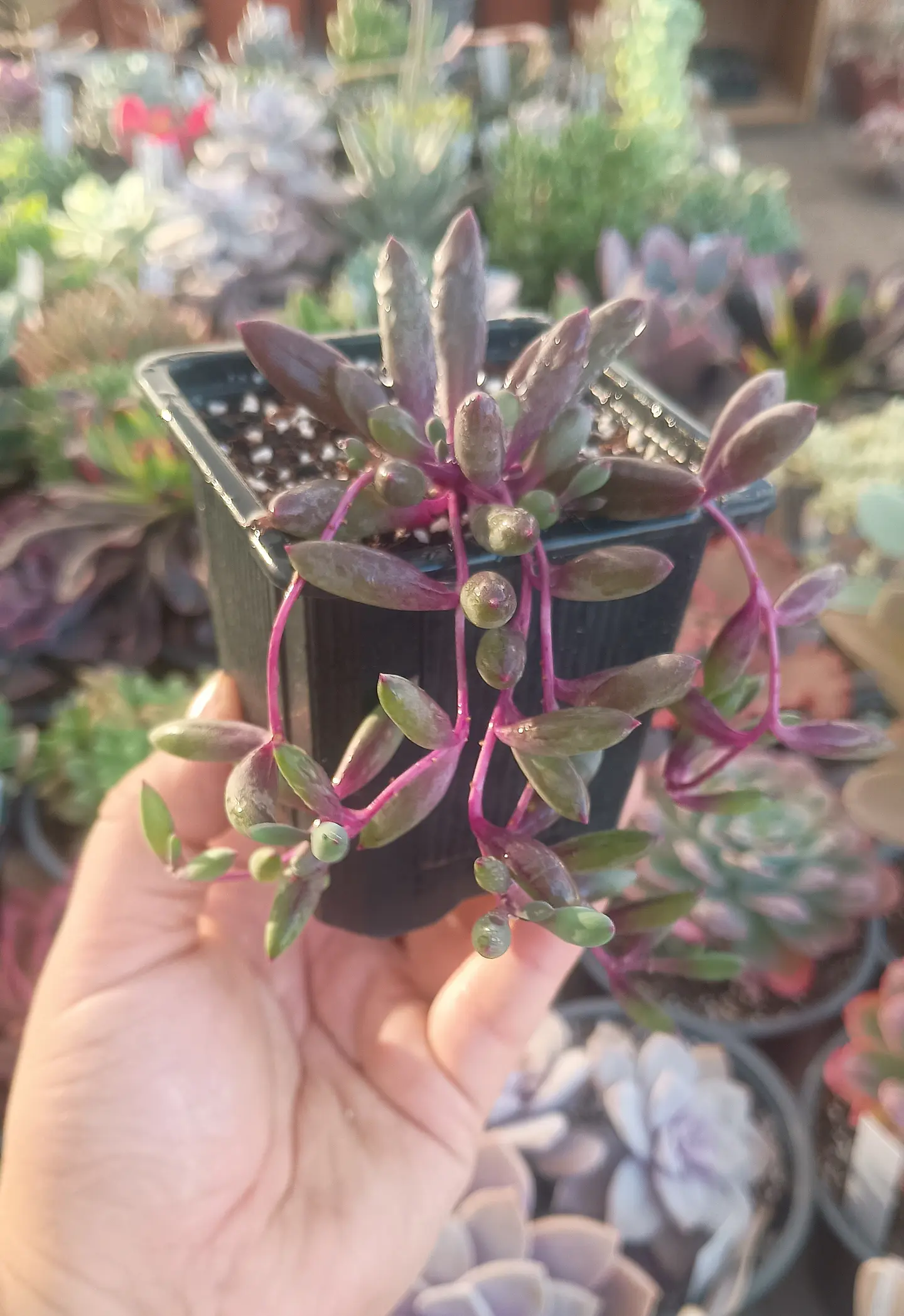 Othonna capensis  2