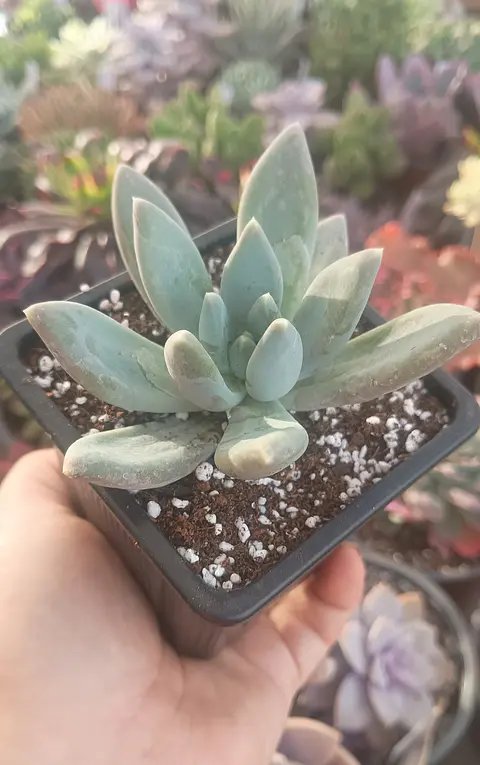 Pachyveria 