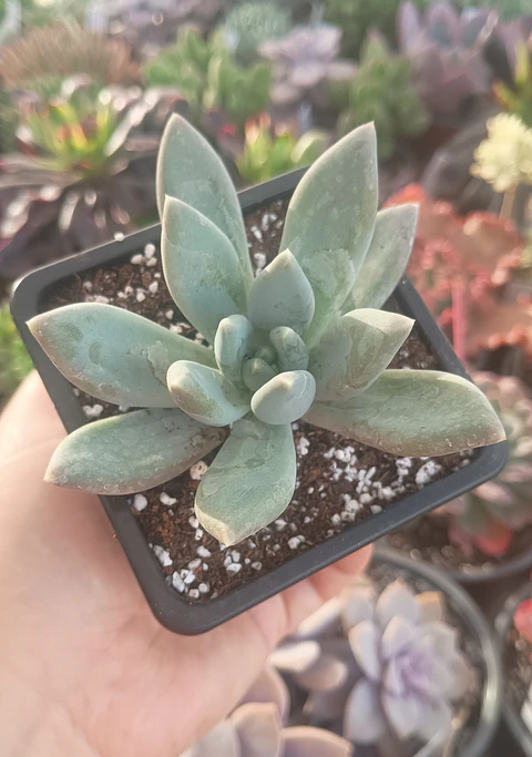 Pachyveria 