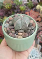 Astrophytum Myriostigma - Miniatura 1