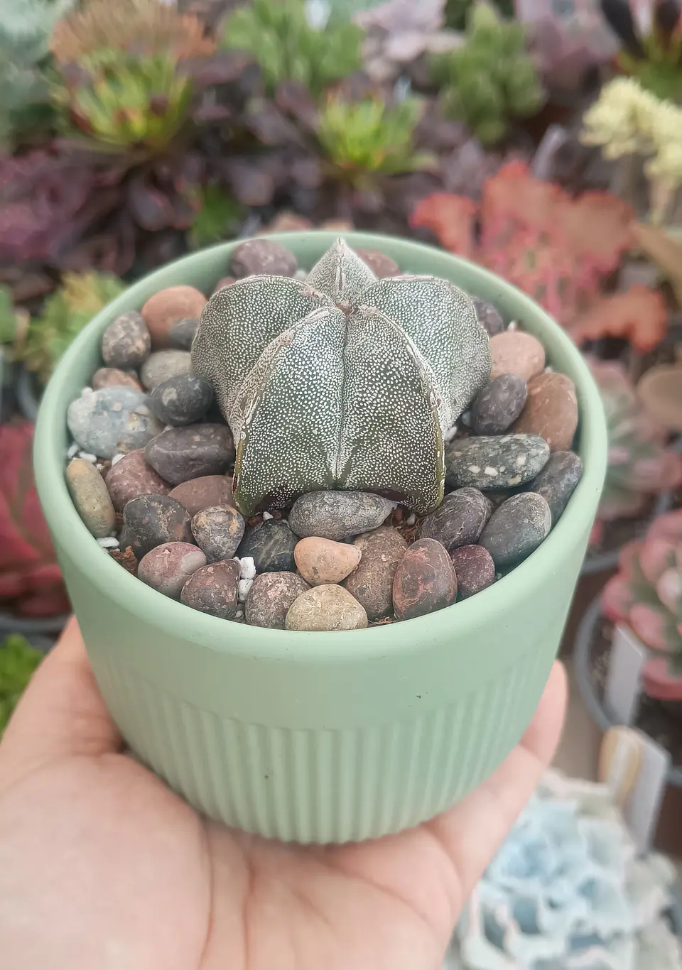 Astrophytum Myriostigma 1
